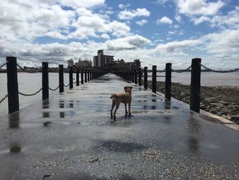 Border terrier crossing  walkway to knightstone island, over marine lake. weston super mare.