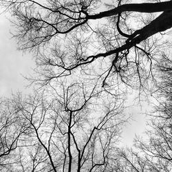 Low angle view of bare tree against sky