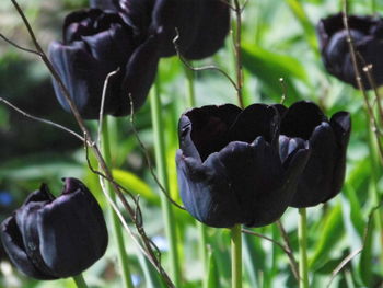 Close-up of black butterfly on plant