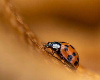 Close-up of ladybug