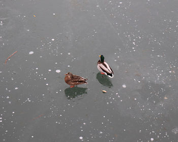 High angle view of ducks swimming in lake