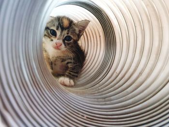 Close-up portrait of kitten on metal