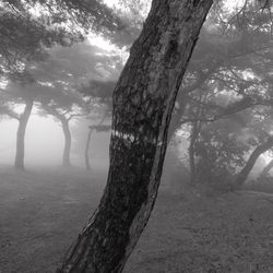 Trees in forest against sky