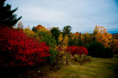 Red trees growing against sky during autumn