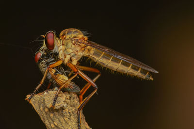 Close-up of butterfly over black background