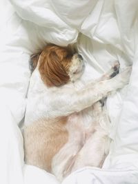 High angle view of dog resting on bed