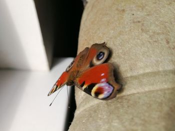 High angle view of a bird