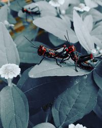 Close-up of insect on leaf