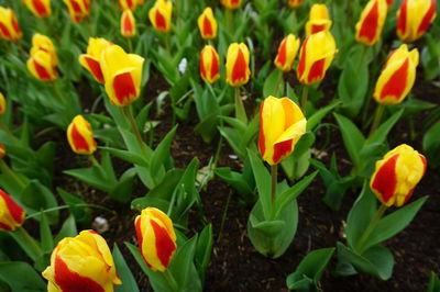 Close-up of yellow flowers blooming on field