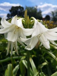 Close-up of white flowering plant