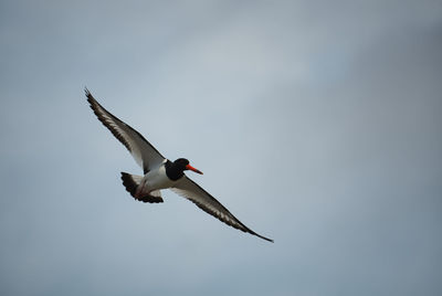 Low angle view of seagull flying