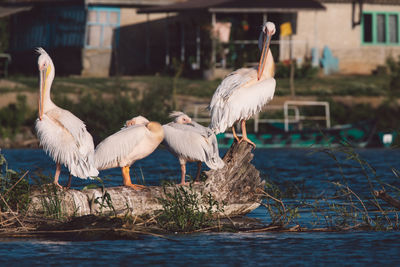 Birds perching on a lake