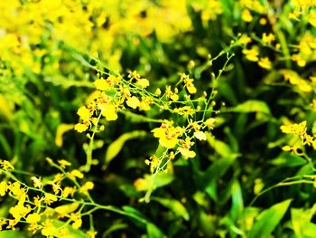 Close-up of fresh green plant