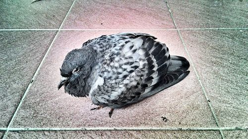 High angle view of bird