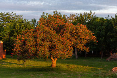 Trees on field against sky during autumn