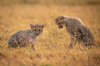 Cheetahs on field in forest