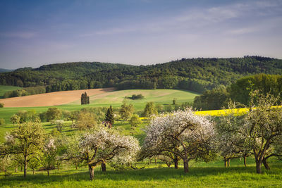 Trees on field against sky