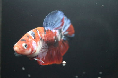 Close-up of fish swimming in sea