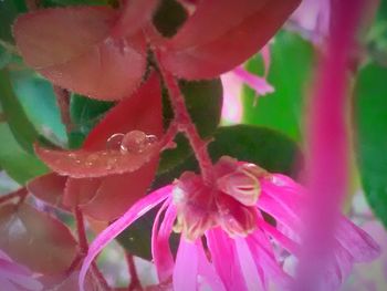 Close-up of pink flowers