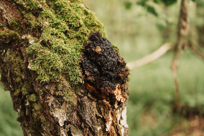 Chaga mushroom growing on birch tree trunk on summer forest. wild raw food chaga parasitic fungus