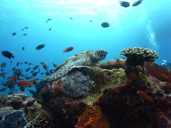 Fish swimming in sea