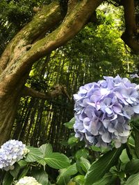 Close-up of flowers growing on tree