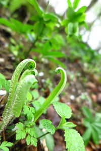 Close-up of green plant