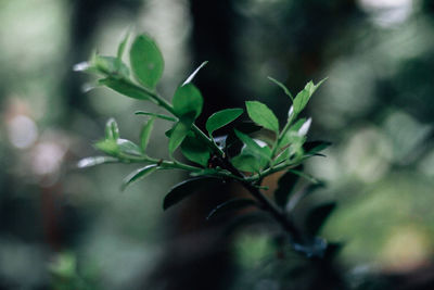 Close-up of plant