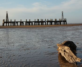 Dog on beach against sky