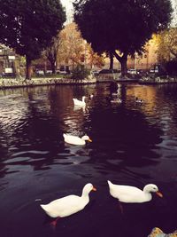 Ducks swimming in water