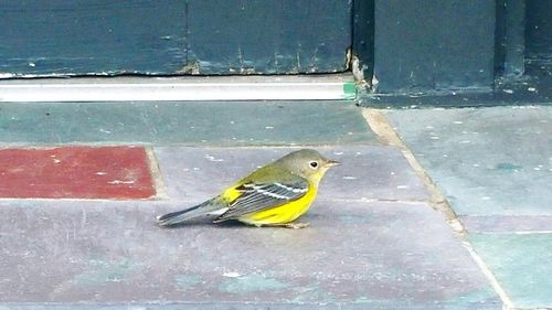 Close-up of bird