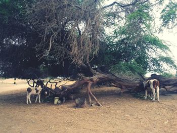 Horse on field against trees in forest