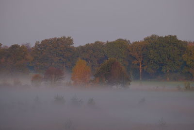 Trees and plants on land against sky during autumn