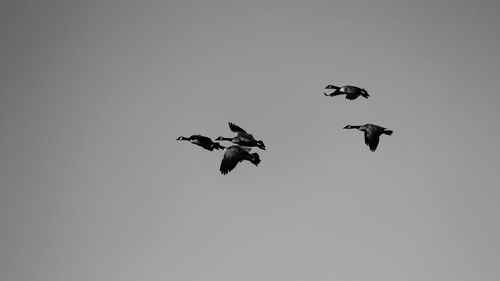 Low angle view of birds flying in the sky