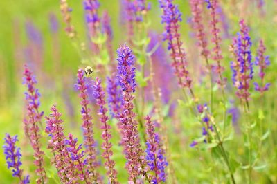 Close-up of purple flowers blooming in field