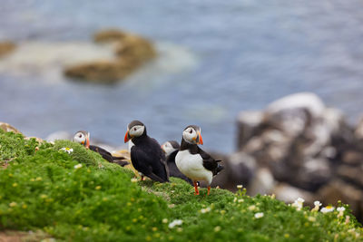 Puffin standing on a rock cliff . fratercula arctica