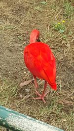 Close-up of red flowers in field