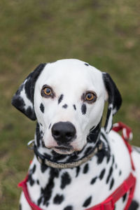 Close-up portrait of dog