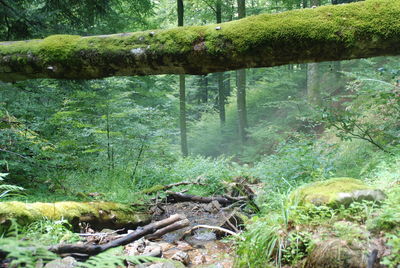 Trees in forest