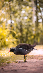 Close-up of a bird