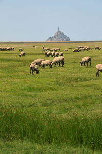 Flock of sheep on grazing on grassy field