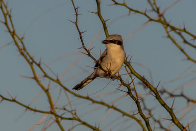 Bird perching on branch