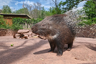 View of an animal on land