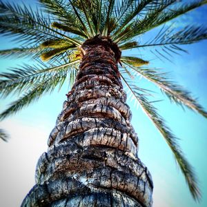 Low angle view of palm trees