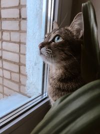 Close-up of cat looking through window