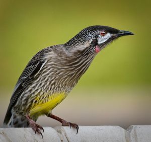 Close-up of bird perching on wall