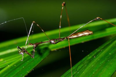 Close-up of insect on blade of grass