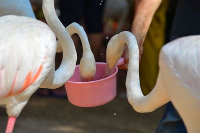 Close-up of birds in water