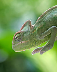 Close-up of lizard