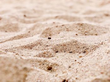 Close-up of lizard on sand